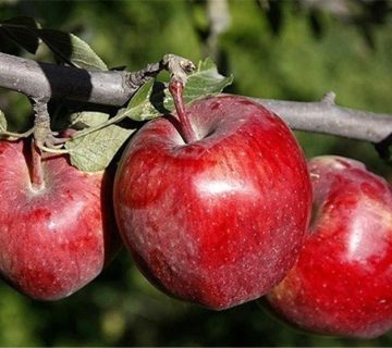 فروش سیب قرمزدرختی