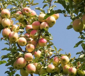 عرضه سیب زرد پر فروش