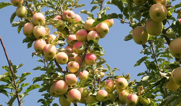 عرضه سیب زرد پر فروش