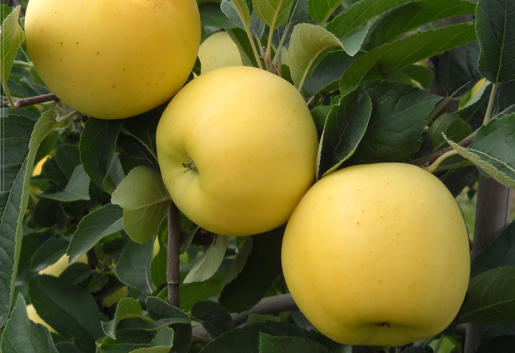 بهترین انتخاب برای سلامت: سیب زرد پر فروش با ویژگیهاي برجسته