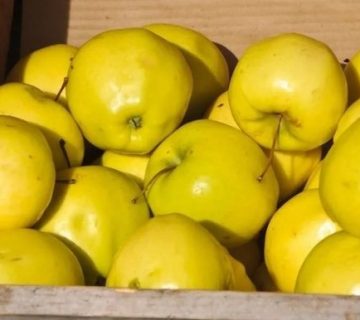 صادرات مرغوب ترین سیب زرد