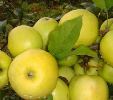 خرید سیب زرد تازه و ممتاز