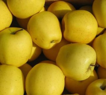 تجربه خرید فراگیر: سیب زرد کیلویی از تولیدکننده مستقیم