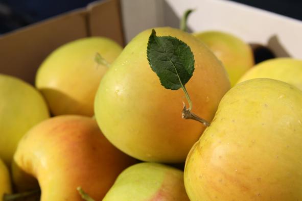 به افتخار صادرات: سیب زرد با کیفیت برتر به دیگر نقاط جهان