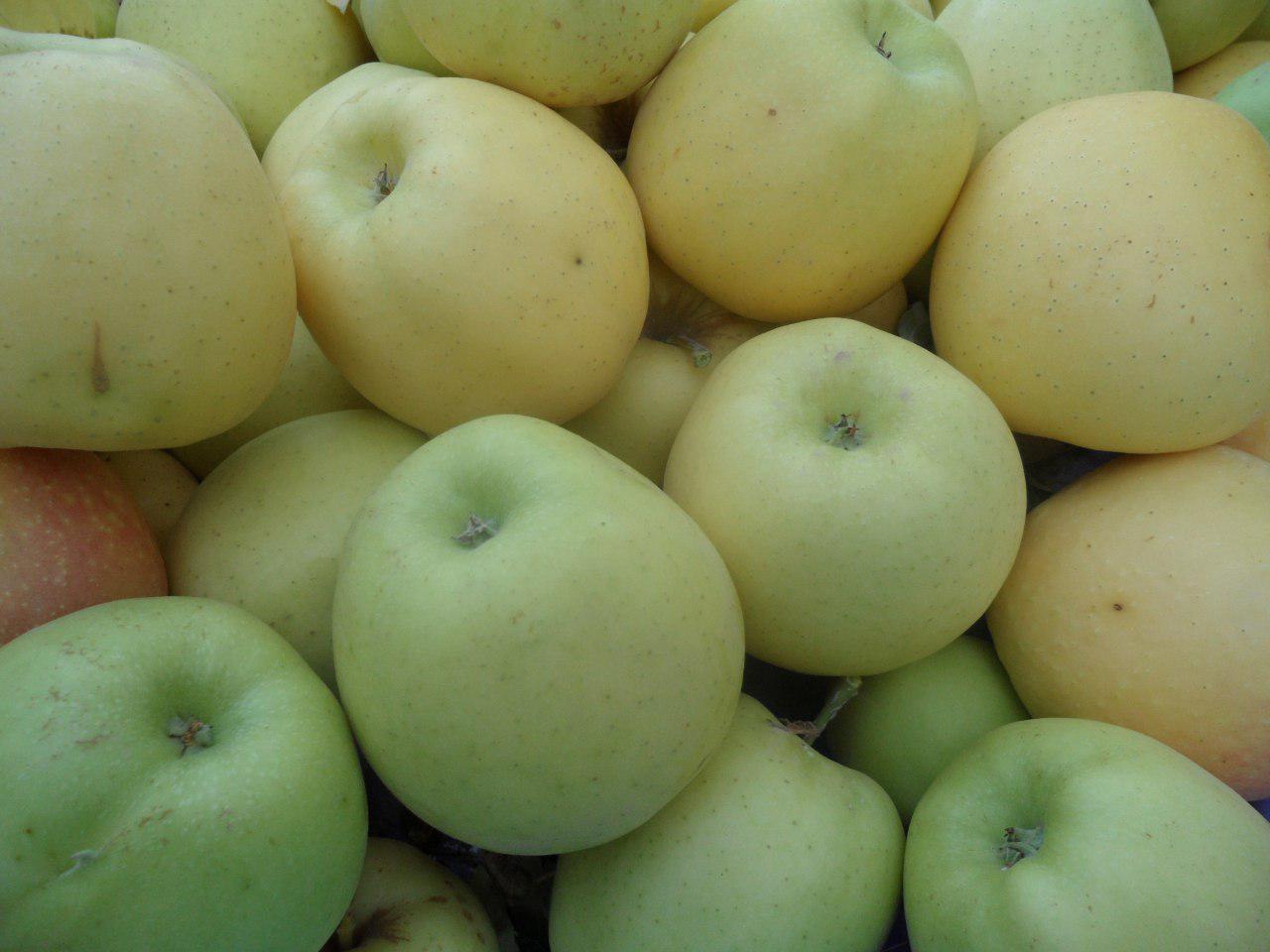 شیرینترین تجربه: سیب زرد با کیفیت برتر در دسترس شما