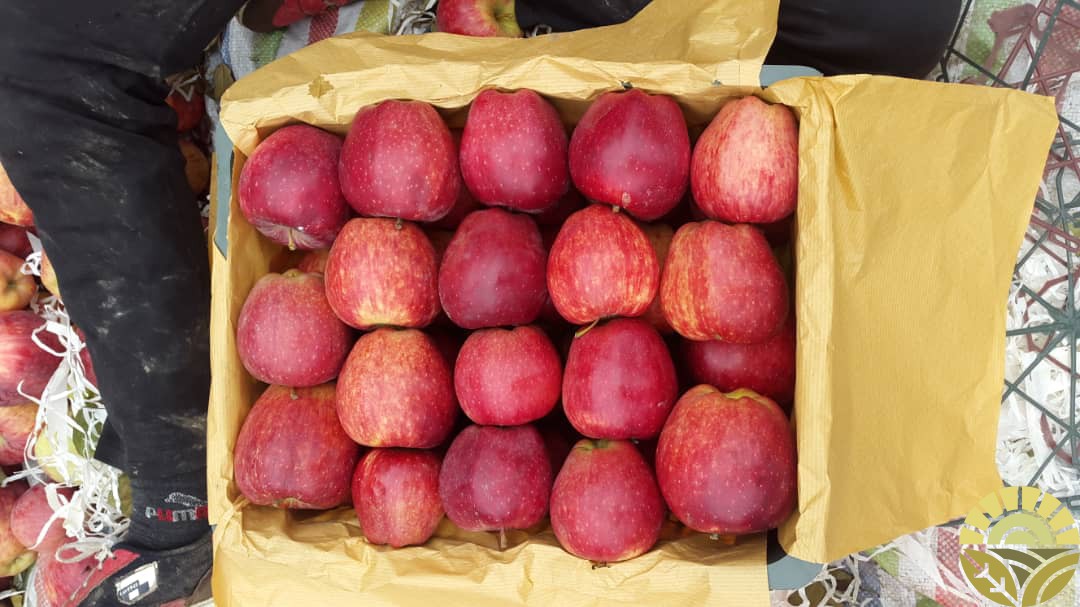 عوامل مؤثر بر قیمت سیب قرمز