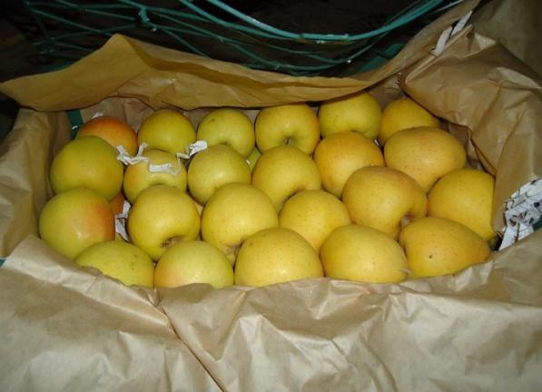 طعم لذت‌بخش به دور دنیا: مرغوب‌ترین سیب زرد در بازارهای جهانی