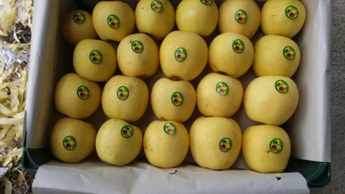 از باغ به جهان: سفر مرغوبیت سیب زرد در صادرات بین‌المللی