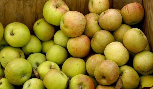 سیب زرد باعث افزایش وزن میشود