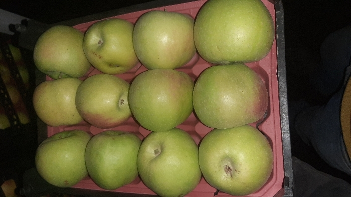 سیب گلاب نهاوند بدون استفاده از سم های شیمیایی