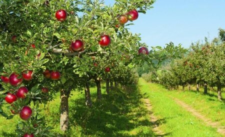 اقتصادی و لذتبخش:تجربه خرید اقتصادی با سیب قرمز درجه دو، با قیمتی که با بودجه خریداران هماهنگ است.