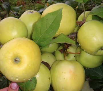 مهمترین خواص سیب زرد