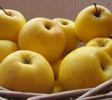 قیمت و خرید سیب زرد درجه یک