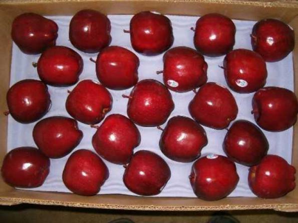 فروش سیب قرمز درجه یک با گارانتی کیفیت و ارسال به سراسر جهان
