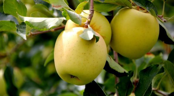 ارتباط بین زیرساخت‌های حمل و نقل و عرضه سیب زرد در مرکز ایران