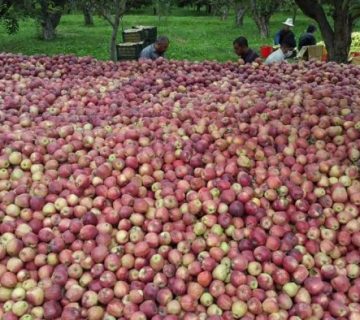 فروش سیب قرمزدرجه یک