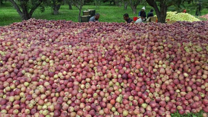 فروش سیب قرمزدرجه یک