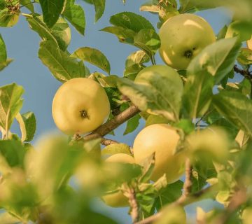 قیمت مناسب، کیفیت بالا: سیب زرد تازه به صورت کیلویی بدون واسطه