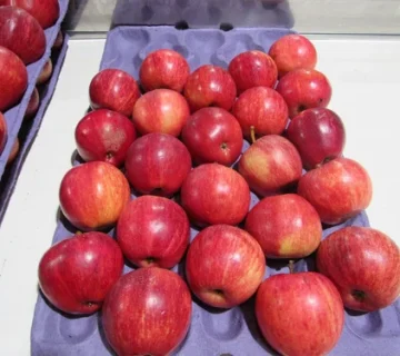 قیمت سیب سرخ درجه یک