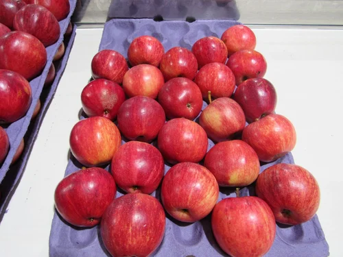 قیمت سیب سرخ درجه یک