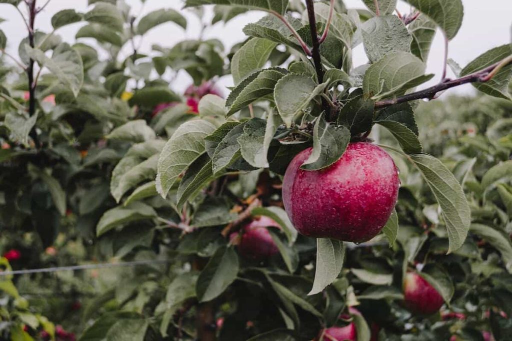 برای خشک کردن سیب قرمز استخوانی می توان از روش های مختلفی استفاده کرد مثلا؛