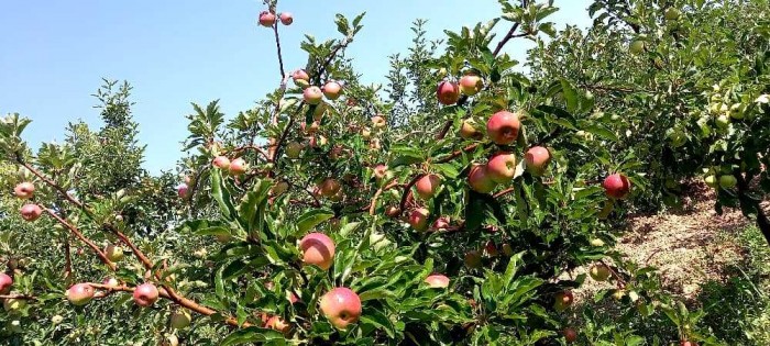 ترکیب مزه و ارزش:تجربه خرید با مزه لذتبخش و ارائه انواع سیب قرمز با ارزش ویژه.