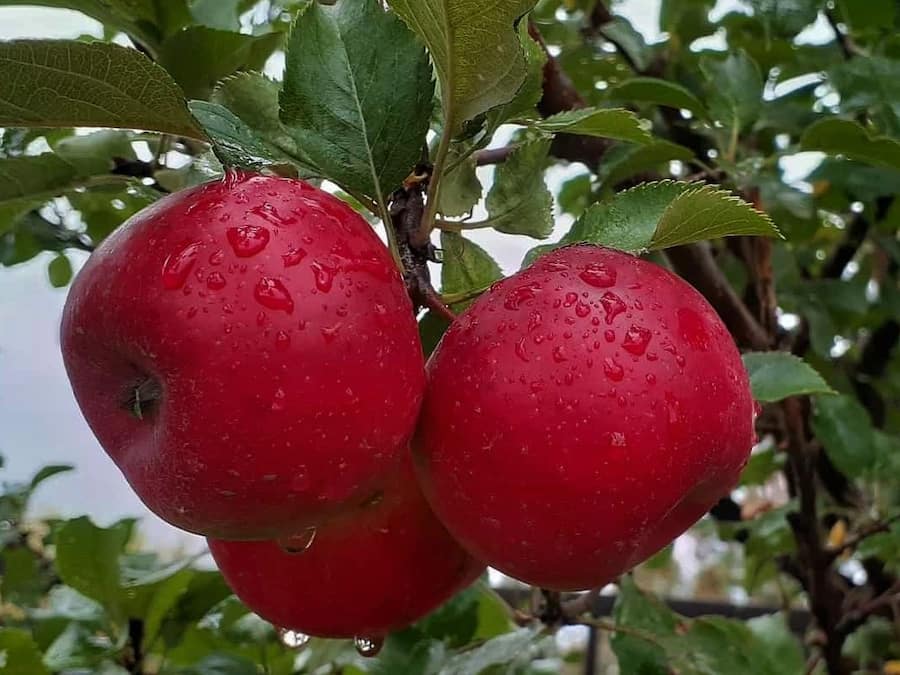 تحلیل قیمت‌های سیب قرمز