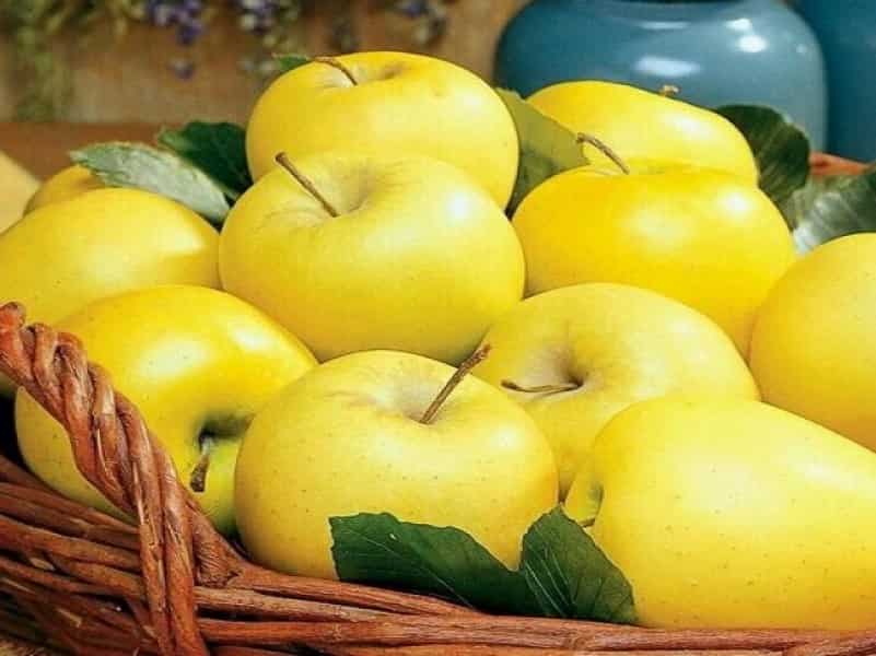 بوی خوش و نرمی سطح: نشانگرهای اصلی خرید سیب زرد تازه