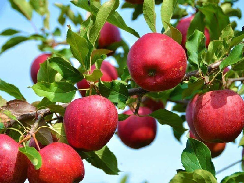 سیب قرمز ایرانی با کیفیت عالی: خرید و صادرات به بازارهای جهانی