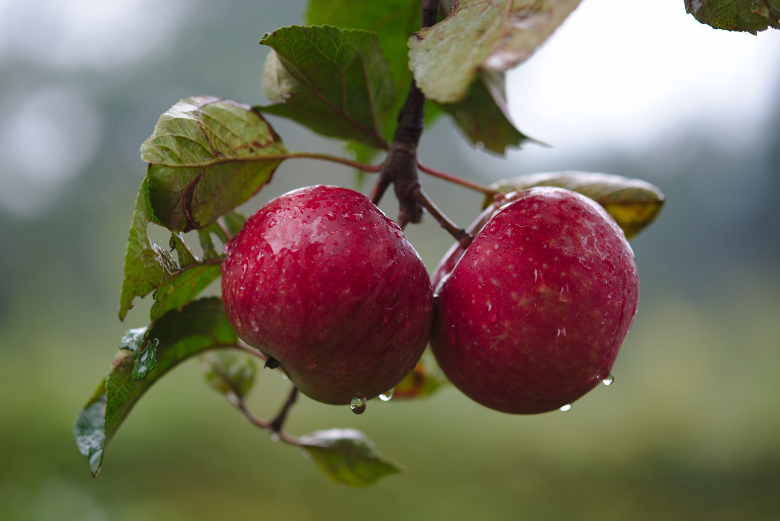 ترکیب کیفیت و طعم: سیب قرمز ممتاز، انتخاب هوشمندانه برای سلامتی و لذت میوهخوری