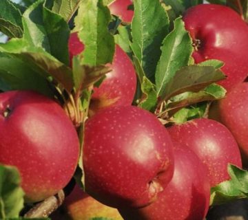  باز کردن دروازه به طعم تازگی: خرید سیب قرمز ممتاز از ما