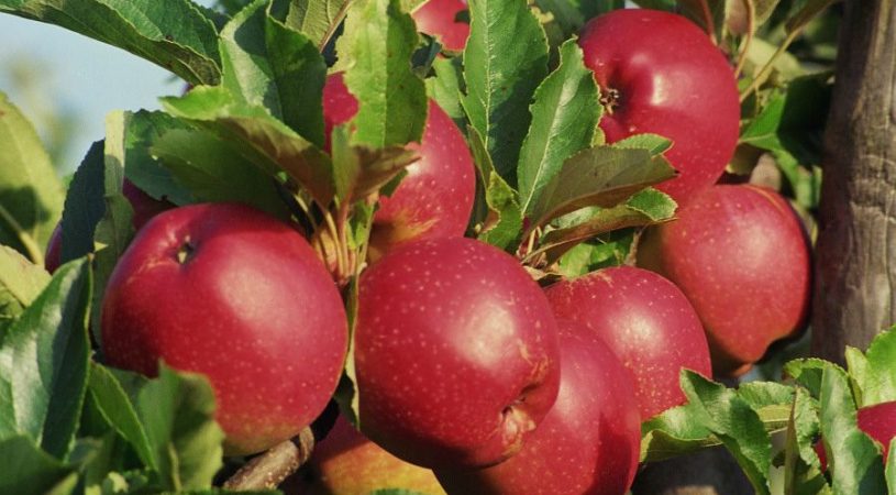 باز کردن دروازه به طعم تازگی: خرید سیب قرمز ممتاز از ما