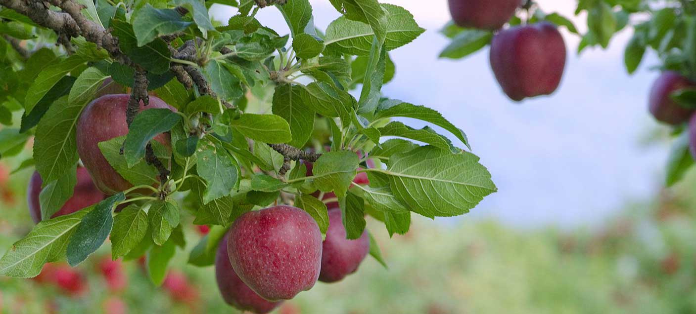 پیشنهاد ویژه: سیب قرمز از محصولات جدید فصل