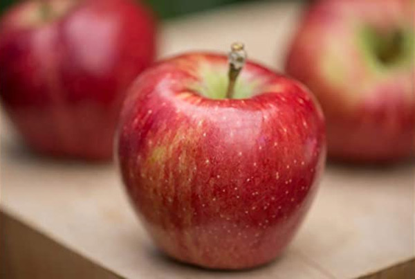 پخش عمده سیب با قیمت مناسب