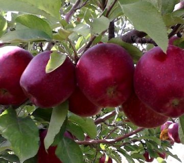 قیمت سیب قرمزصادراتی