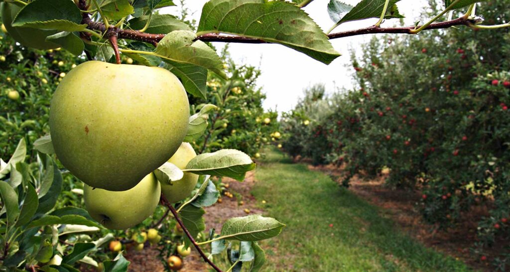 گسترش بازار داخلی: استراتژی‌های نوین در فروش سیب زرد به مصرف‌کنندگان داخلی