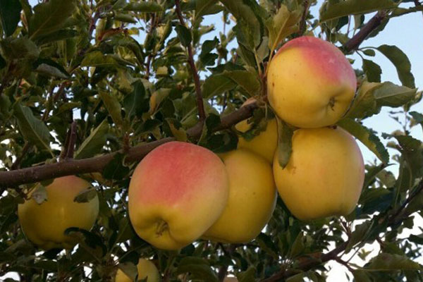 تازگی در هر گرم: هنر خرید سیب زرد با بهترین قیمت و تشخیص از نشانه‌های کیفیت