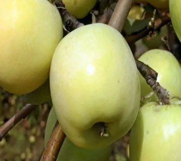 عرضه سیب زرد در مرکز ایران