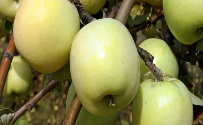 عرضه سیب زرد در مرکز ایران