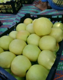 علامت تضمین کیفیت: سیب زرد مرغوب در مسیر صادرات جهانی