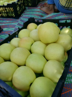 علامت تضمین کیفیت: سیب زرد مرغوب در مسیر صادرات جهانی