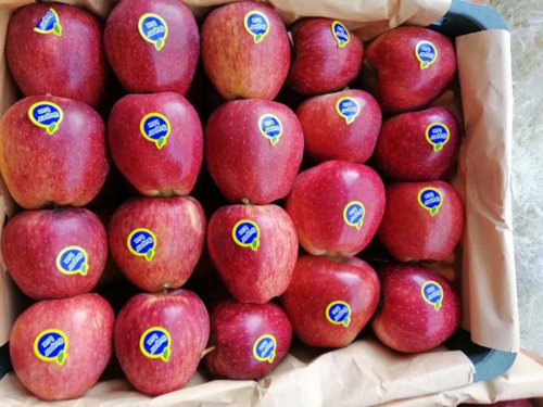  تولید سیب قرمز با استانداردهای بالا برای بازارهای عمده فروشی.
