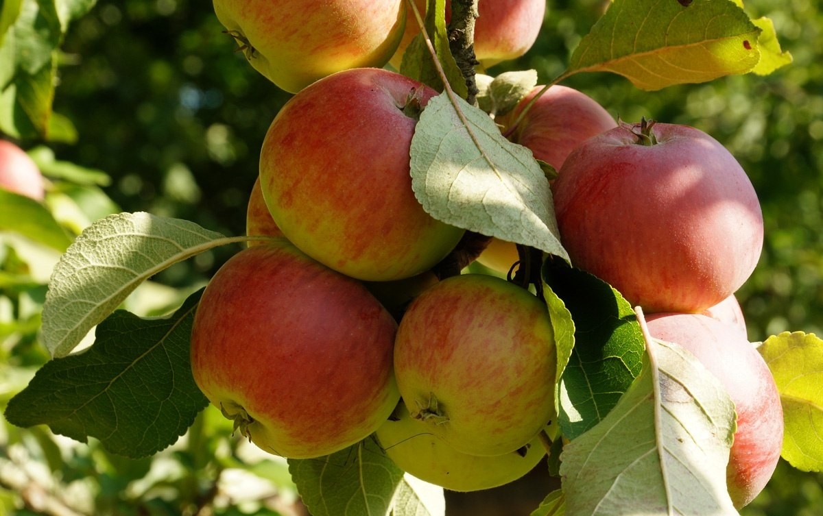 نقش تکنولوژی‌های کشاورزی در افزایش عرضه سیب زرد