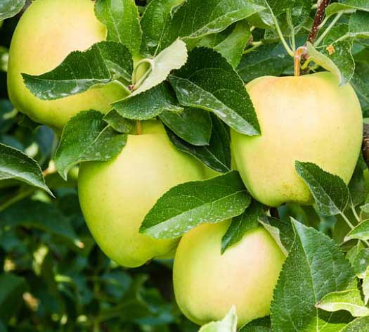 صرفه‌جویی در خرید: نکات کلیدی برای خرید سیب زرد با هزینه مناسب